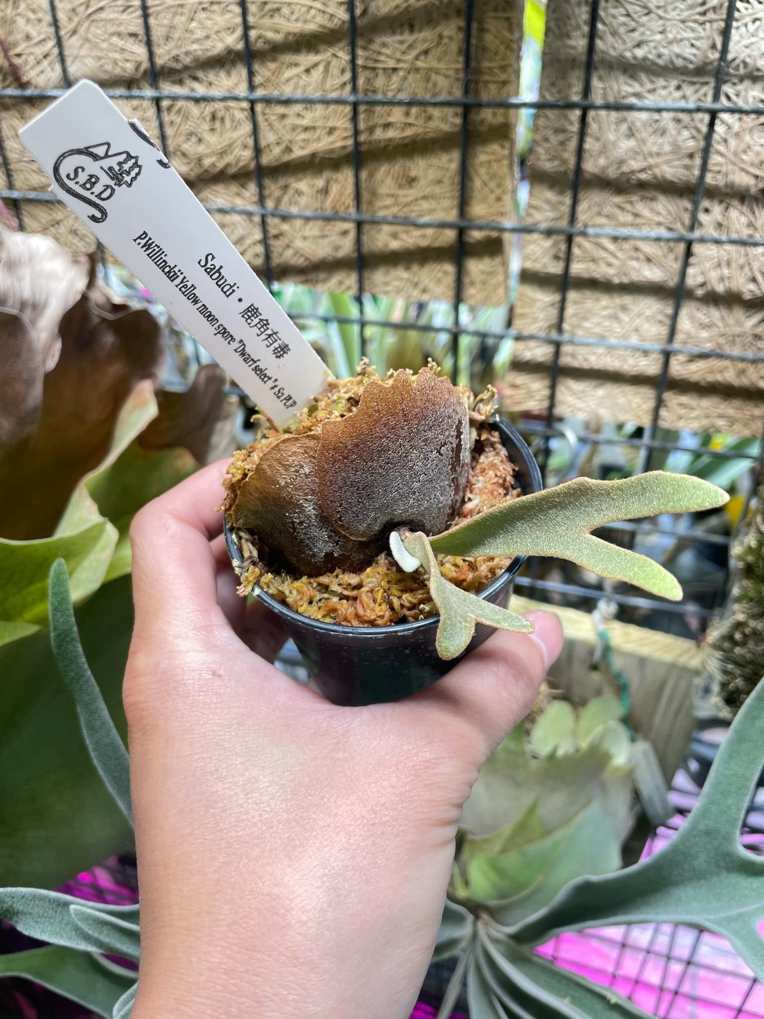 MERO MACHO X3 ORIGINAL - Image 2